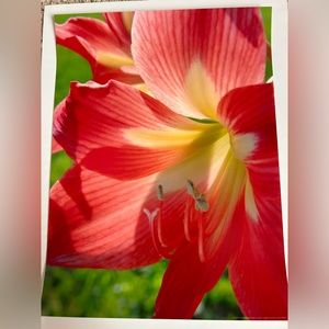 Peach Amaryllis photography/ Print / Allposters